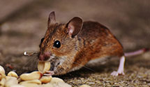 24 Hour & Emergency Exterminators in Lynchburg, OH